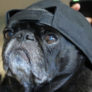 Meet your Posher, Ephraim